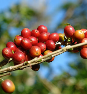 Colombian coffee cherries ripening on a branch