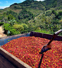 Colombian harvested coffee cherries