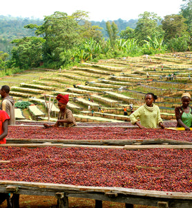 Ethiopia Yirgacheffe coffee cherries on drying beds