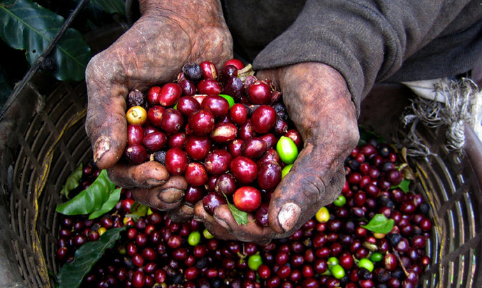 The History of Coffee, Part 1: Africa and Arabia