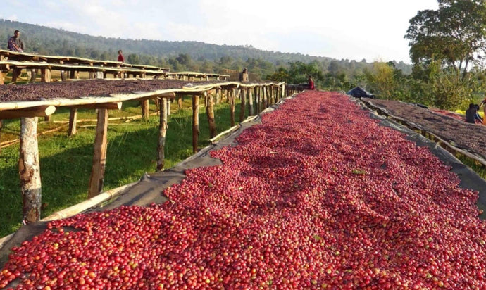 The World's Top Coffee Producers