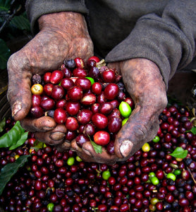 worker holds harvested ripe coffee cherries