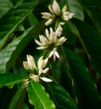a limb of blooming coffee flowers