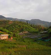 Rwanda coffee plantation 