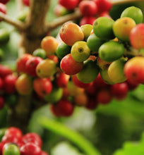 cluster of arabica coffee cherries