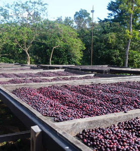 coffee cherries drying in the sun on raised beds