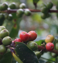 coffee cherries ripening on a coffee tree branch