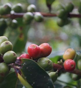 coffee cherries ripening on a coffee tree branch