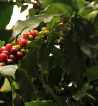 colombian coffee cherries ripen on coffee tree branch