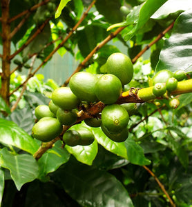 coffee cherries ripen on arabica coffee tree branch