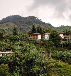 Colombian coffee zone