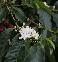 flowering coffee tree with ripe cherries