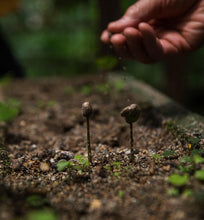 colombian growing coffee seedlings