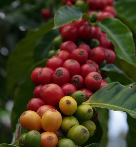 pink bourbon coffee beans growing on branch