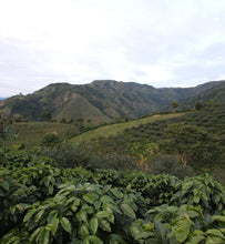 coffee plantation landscape