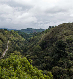 colombian coffee plantation