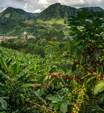 colombia coffee plantation in highlands