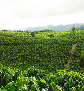 Colombia coffee plantation in the highlands