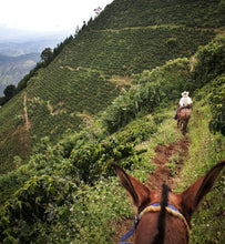 colombia-coffee-plantation-trail