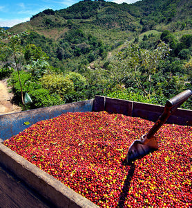 colombia harvested coffee cherries