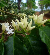 costa rica coffee blossoms on a branch