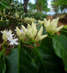 costa rica coffee blossoms on a branch