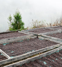 coffee cherries drying in the sun