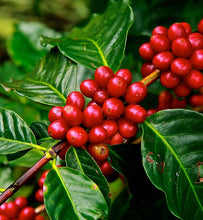 Costa Rican ripe coffee cherries growing on a coffee tree branch