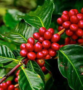coffee cherries ripen on coffee tree