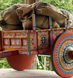 costa rica oxcart filled with harvested coffee