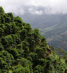 costa rica high-grown coffee plantation