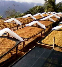 costa rica la esperenza drying beds
