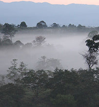 Costa Rica coffee plantation in the mist