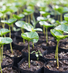 coffee seedlings planted in containers