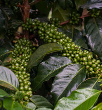 el salvador coffee fruit growing on branches
