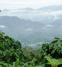 coffee plantation in el salvador