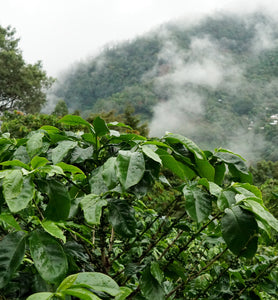 el salvador coffee plantation