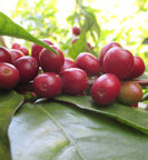 ethiopian coffee cherries ripen on a tree branch