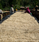 Ethiopia workers sort coffee beans during drying stage