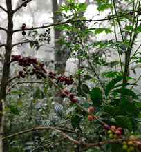 ethiopian coffee cherries growing wild in forest