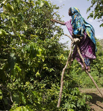Ethiopia Yirgacheffe farmer harvesting coffee cherries