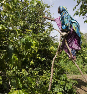 Ethiopia Yirgacheffe farmer harvesting coffee cherries