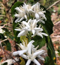 Ethiopia Yirgacheffe Haru