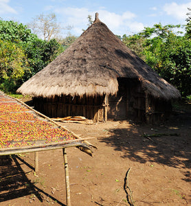 ethiopian garden coffee beside grower's hut