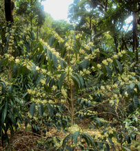ethiopian coffee flowers on tree branch