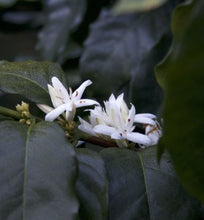 ethiopian flowers blooming on coffee tree
