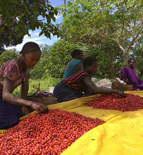 ethiopian workers sort coffee cherries on mats