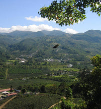 Ethiopia Yirgacheffe coffee farming landscape