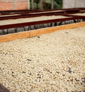 guatemala beans on drying tables