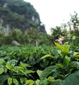 guatemala coffee plants